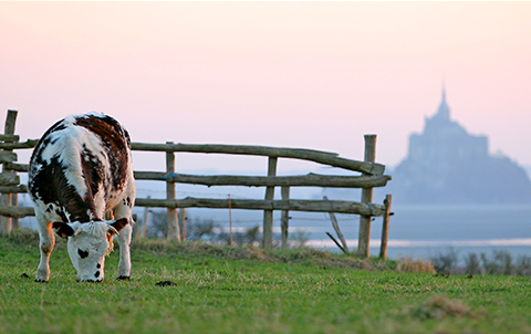 fond_espace_mont_saint_michel